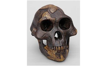 Celebran 47 años del descubrimiento de "Lucy (australophitecus), madre de la humanidad"