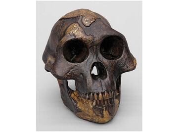 Celebran 47 años del descubrimiento de "Lucy (australophitecus), madre de la humanidad"