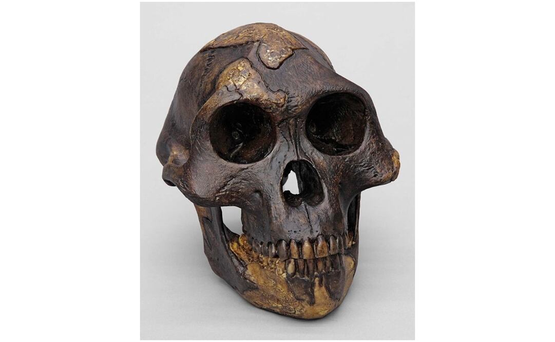 Reconstrucción de Lucy Australophitecus. Foto: Especial