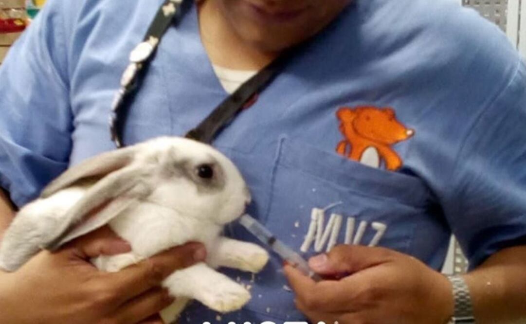 La empresa asegura que sigue al pendiente de sus animales, pese a la contingencia. Foto: +KOTA