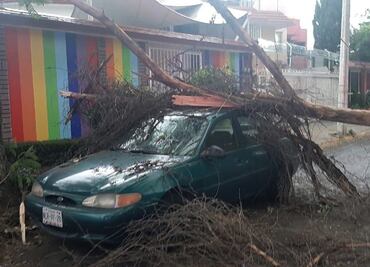 Caída de al menos dos árboles en Tlalnepantla deja una menor herida