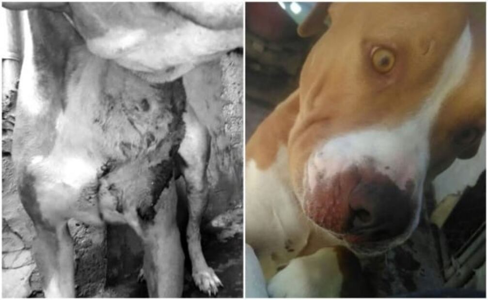 Perros y gatos, los más maltratados en CDMX