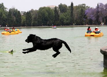 Lanzan línea de asistencia veterinaria para prevenir “golpe de calor” en mascotas