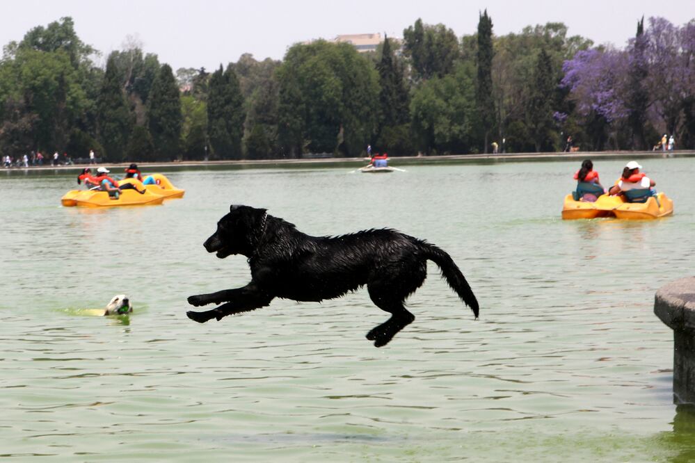 Un perro se refresca del calor en el lago de Chapultepec en la segunda seccion (Foto: Archivo / El Universal)