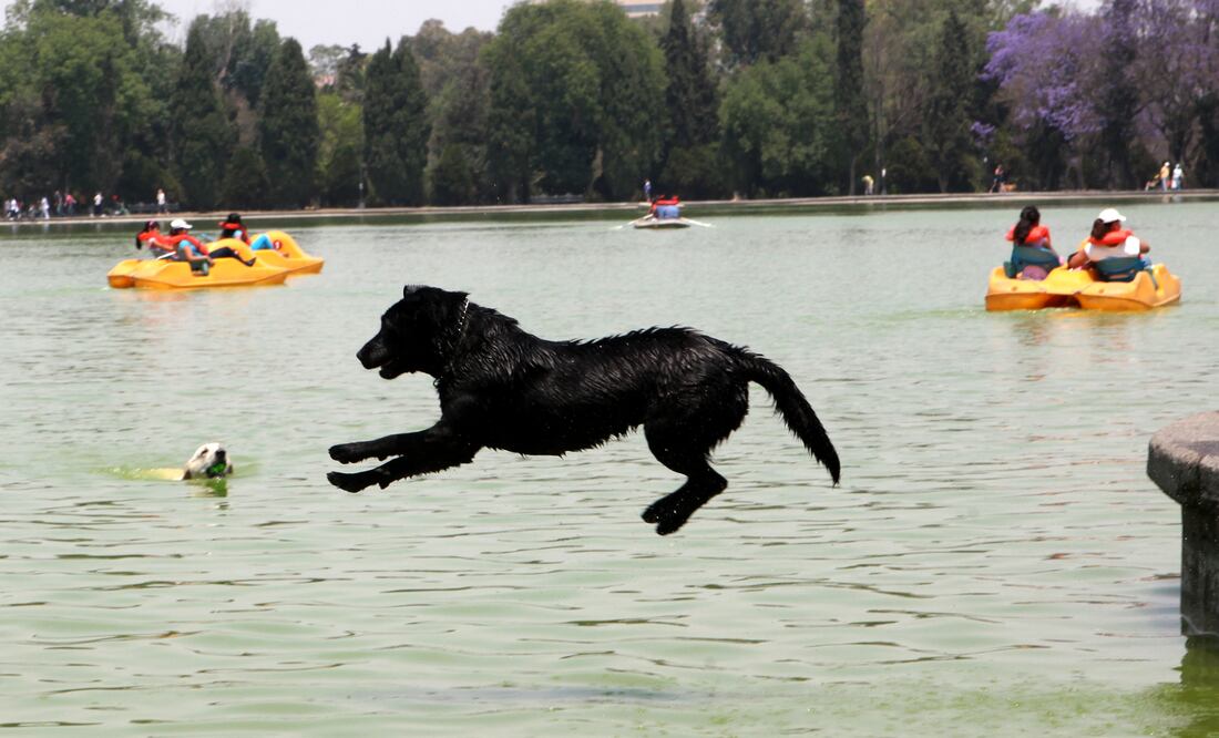 Un perro se refresca del calor en el lago de Chapultepec en la segunda seccion (Foto: Archivo / El Universal)