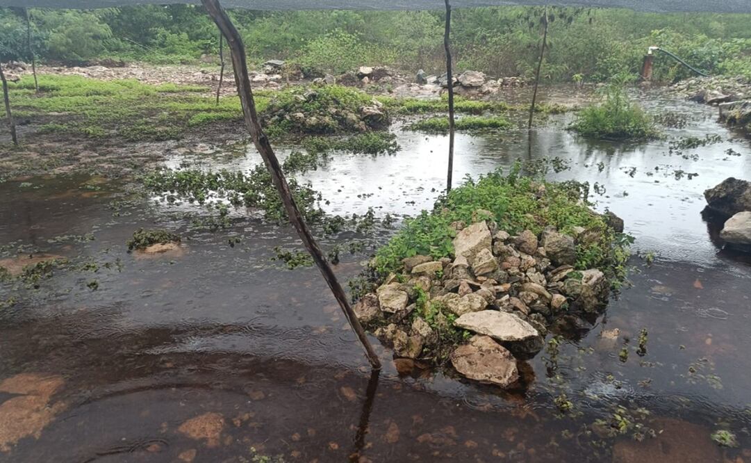 Lluvias causan graves daños al campo de Yucatán. Foto: Especial