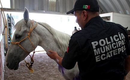 Rescatan a otra yegua maltratada por sus dueños en Ecatepec