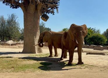 Todo un éxito el acoplamiento de la elefanta "Gipsy" para hacer compañía a "Ely", informa Sedema