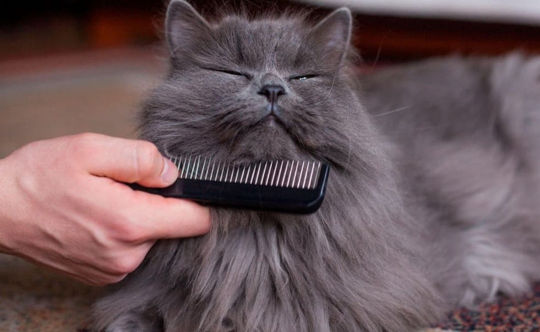 Conoce la rutina correcta para cepillar a tu gato. Foto: Purina