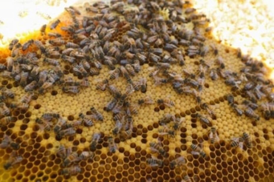 Usan en el Edomex los piquetes de abejas para mejorar la salud durante la pandemia 