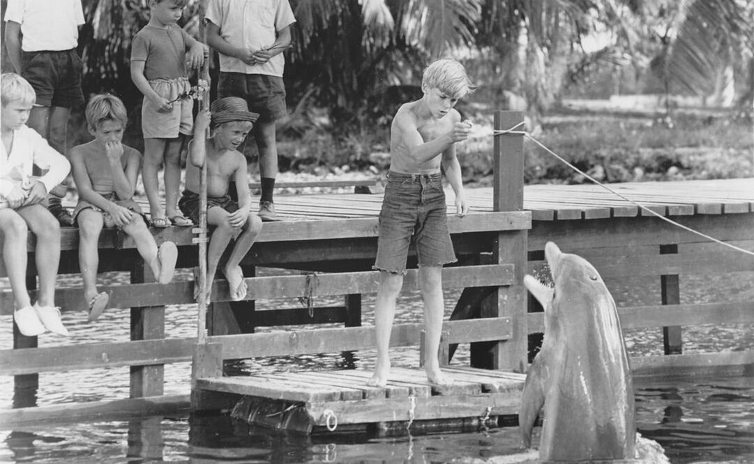 Producciones como “Flipper” o “Lassie y sus amigos” cautivaron a niños y padres, gracias a sus tramas familiares y a la asombrosa demostración del talento animal de sus protagonistas. Foto: Wikimedia Commons.