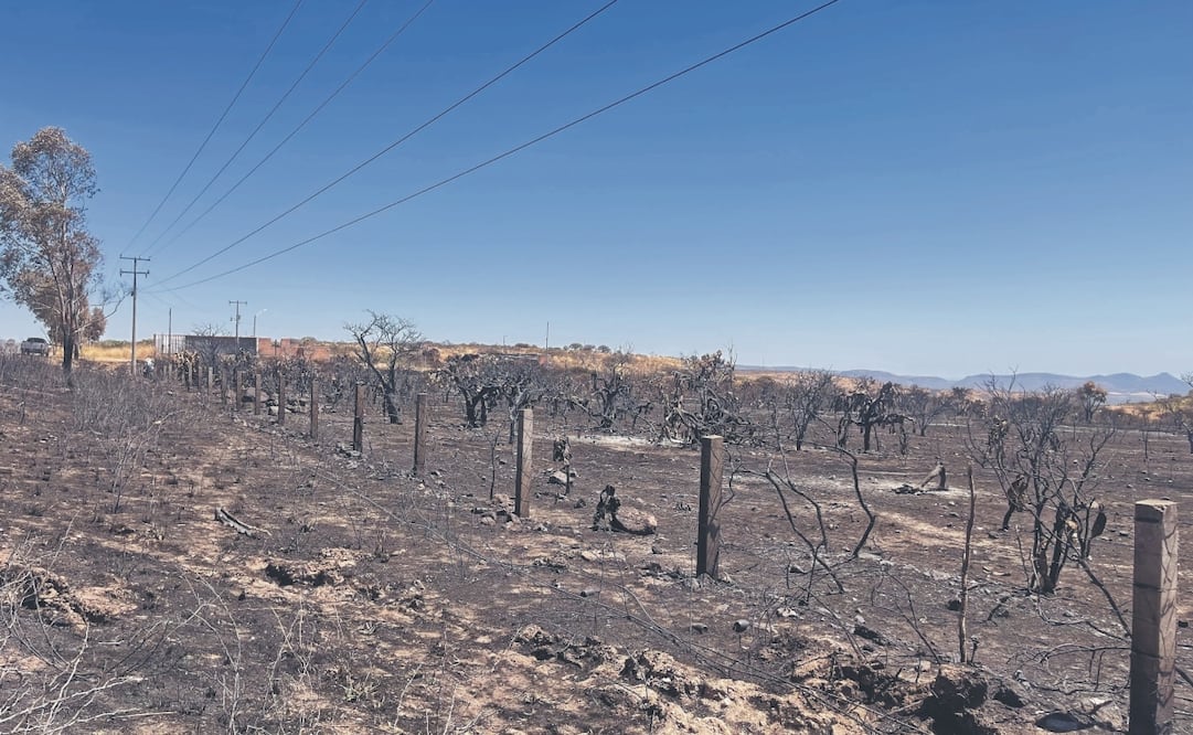 Área oscurecida por las cenizas, que hasta hace unos días tenía vida. La vegetación tarda en regenerarse de 20 a 30 años, señaló ganadero afectado. FOTO: XÓCHITL ÁLVAREZ. EL UNIVERSAL
