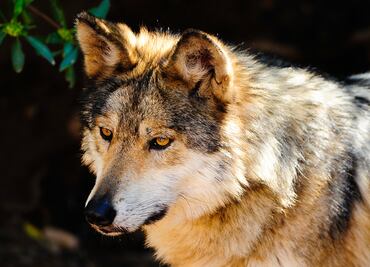 El regreso del lobo mexicano y otras historias de conservación