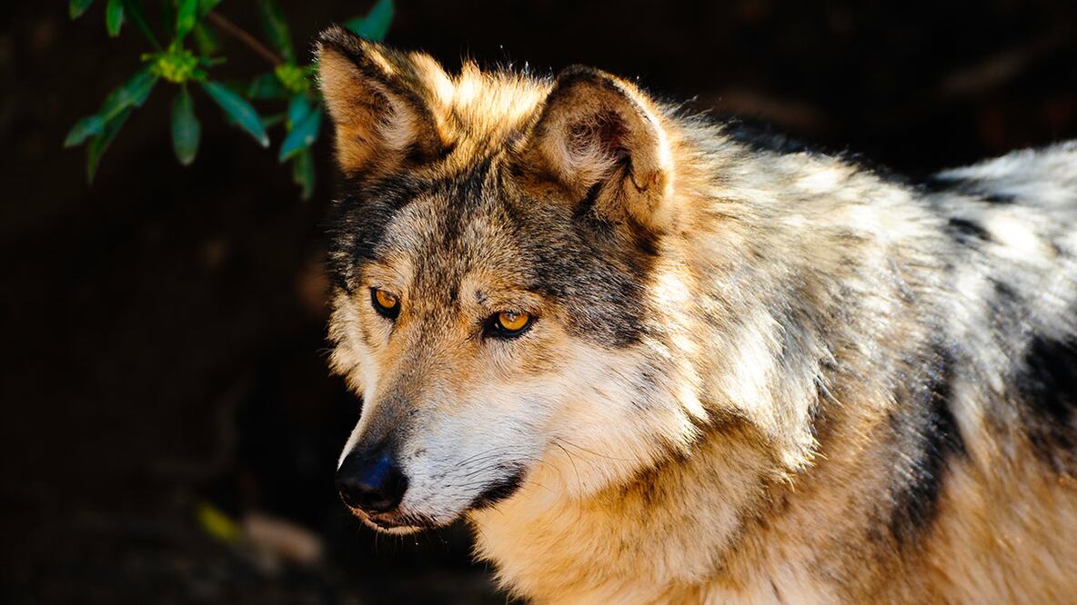 El regreso del lobo mexicano y otras historias de conservación