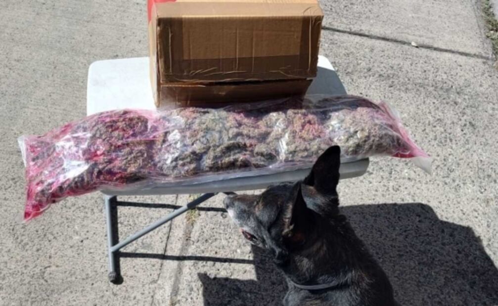 Localizan en latas de comida para perros 130 paquetes con marihuana