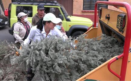 Reciclan más de 5 mil árboles de navidad en Álvaro Obregón; se reutilizarán en áreas verdes