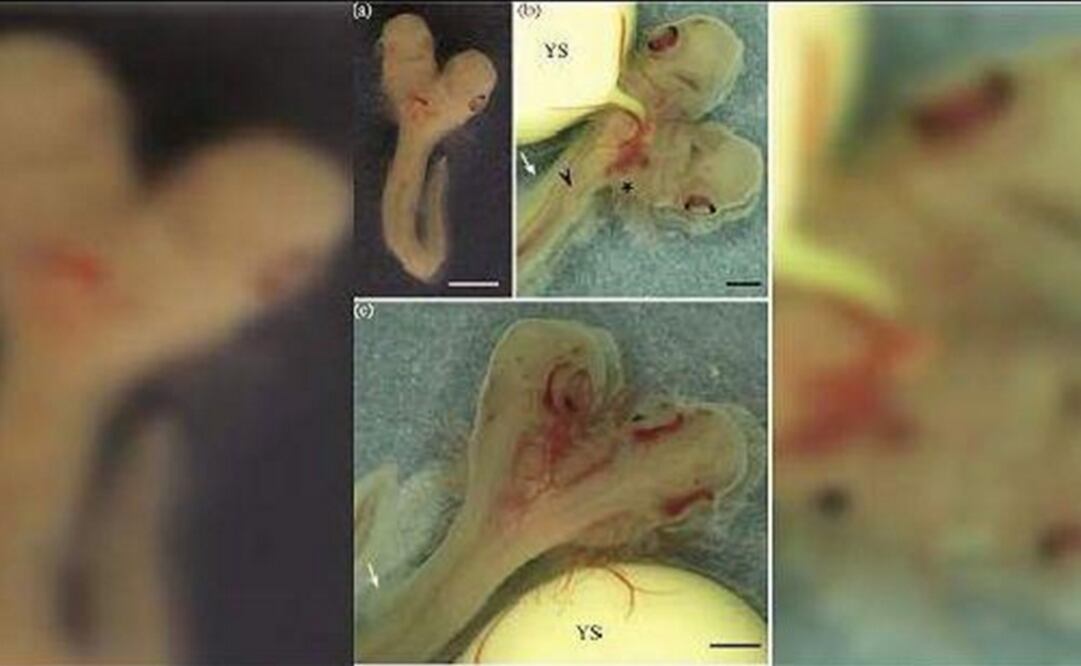 (FOTO: Journal of Fish Biology)