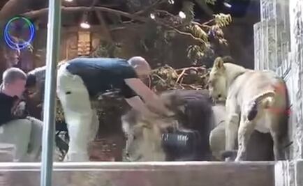 Video. Leona evita que león mate a cuidador de zoológico