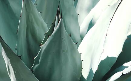 El duro oficio de la jima abre sus puertas a las mujeres