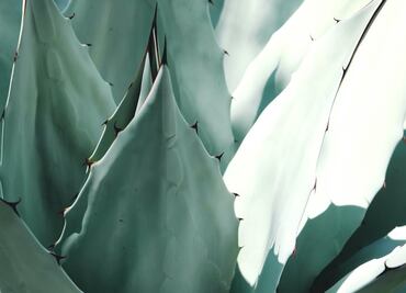 El duro oficio de la jima abre sus puertas a las mujeres