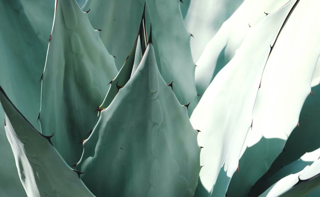 Foto: Madison Inouye / Pexels