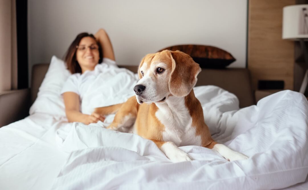 Las habitaciones pet friendly suelen ser más grandes. (Foto: iStock)