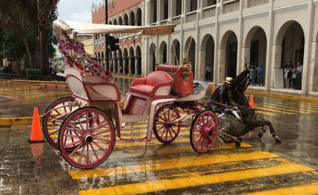 Mérida podría tener calesas electrónicas para acabar con las que son arrastradas por caballos. Foto: Especial