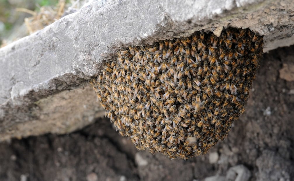 Los ataques de abejas se incrementan en época de calor. Foto: Archivo/ EL UNIVERSAL