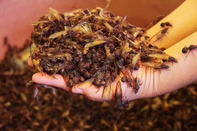 Chicatanas: manjar de la gastronomía oaxaqueña