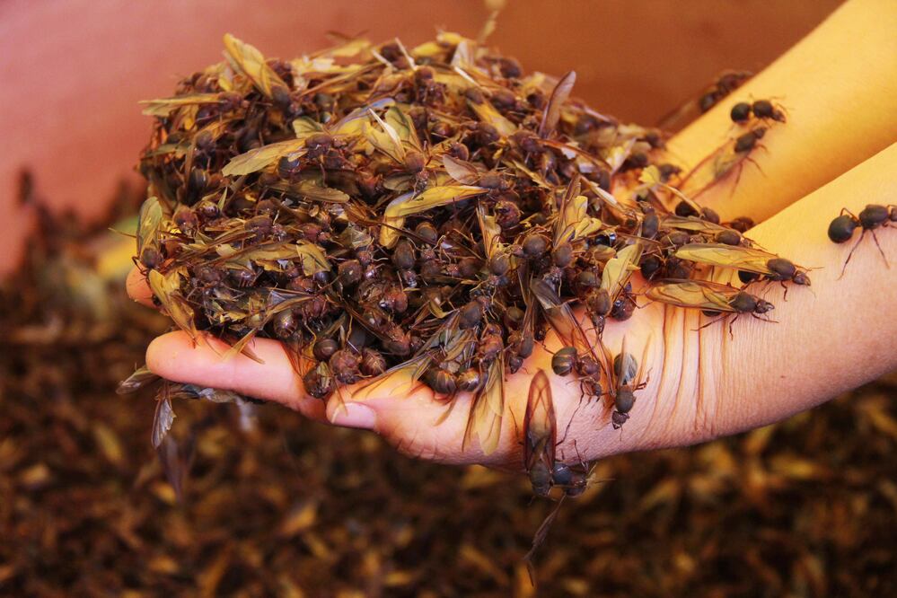 EL UNIVERSAL/ Horacio Zamora