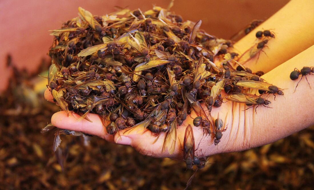 EL UNIVERSAL/ Horacio Zamora