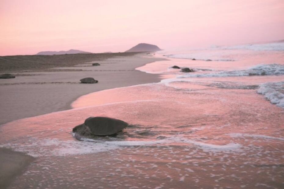 Comunidades impulsan un corredor verde en Oaxaca