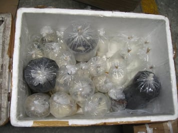 Profepa asegura 75 ejemplares de peces enviados ilegalmente a NL