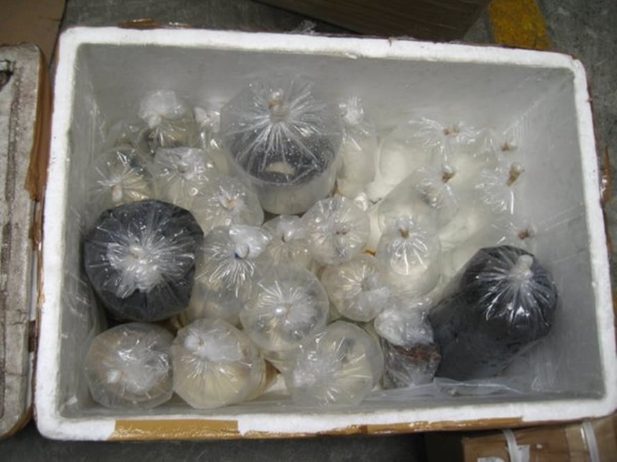 Foto: Tomada de @PROFEPA_Mx