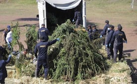 Fiscalía de Guanajuato asegura plantío de marihuana; el inmueble contaba con seis túneles de producción