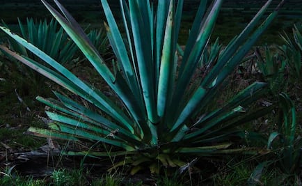Planean hacer cartón del bagazo de agave