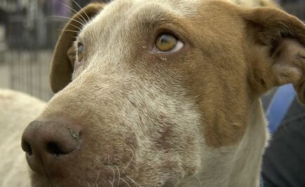 ¿Cómo adoptar a un perro peregrino?