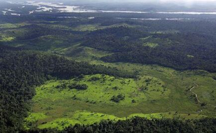 FAO espera que hallazgo de más árboles ayude a países pobres