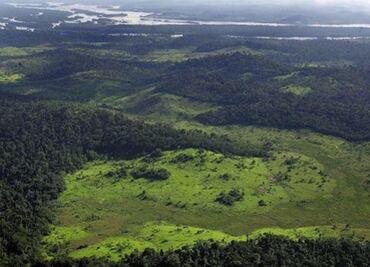 FAO espera que hallazgo de más árboles ayude a países pobres
