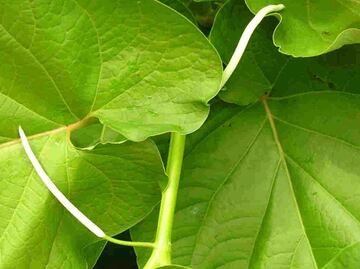 Momo, la hierba que te ayudará con malestares gastrointestinales