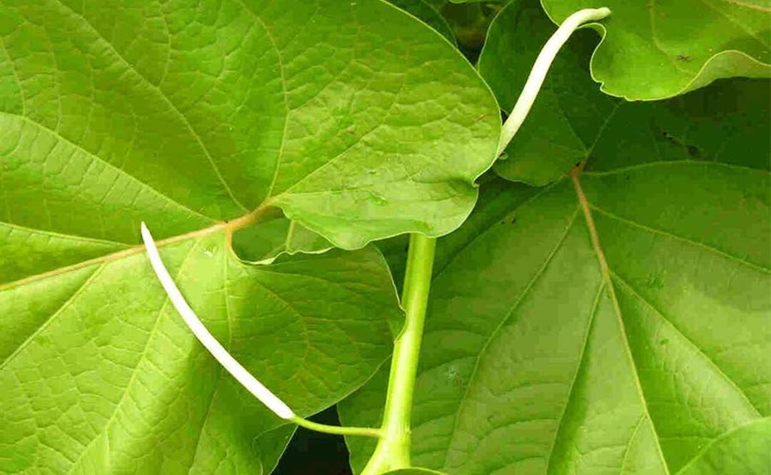 Momo, o también conocida como hoja santa, es una planta medicinal que ayuda a aliviar problemas gastrointestinales. Foto: CIAD