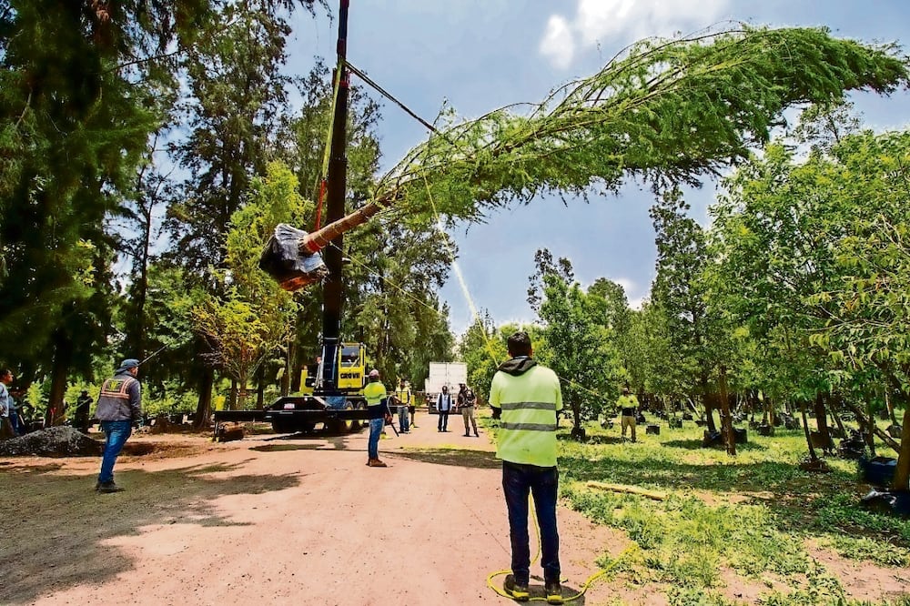 Uno de los predios que iban a donarse está en el vivero Nezahualcóyotl, en Xochimilco, donde se plantaron los dos ahuehuetes de Reforma. Foto: Archivo / El Universal