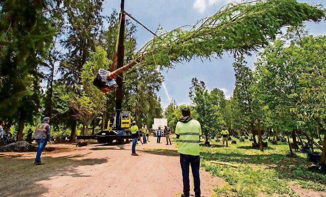 Uno de los predios que iban a donarse está en el vivero Nezahualcóyotl, en Xochimilco, donde se plantaron los dos ahuehuetes de Reforma. Foto: Archivo / El Universal