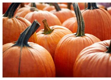 Conoce las calabazas, un ingrediente culinariamente versátil