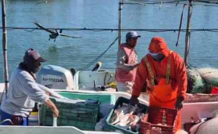 Pescadores y ambientalistas advierten por manchas de petróleo en varios puntos de Campeche; alertan por afectaciones
