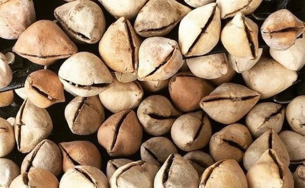 Semilla del hueso de fraile. Foto: Facebook Sabiduría Chamánica