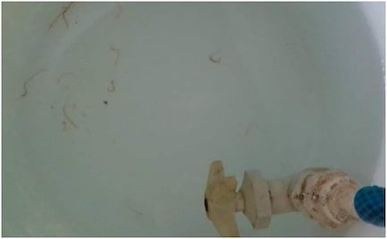 Yucatán: Vecinos de Cansahcab reportan que agua "potable" está contaminada con gusanos; acusan desinterés del alcalde