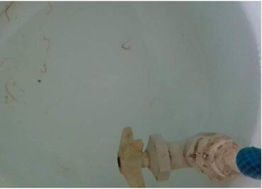 Yucatán: Vecinos de Cansahcab reportan que agua "potable" está contaminada con gusanos; acusan desinterés del alcalde