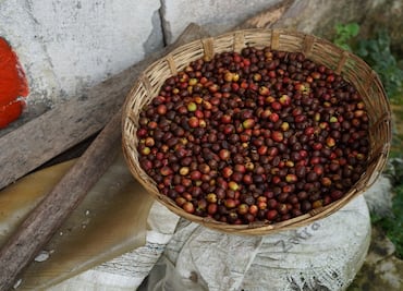 Senado contra cadenas de cafeterías que abusan de productores de café; aprueba dictamen para respaldar a caficultores mexicanos