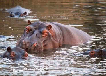 Esterilizan a 24 hipopótamos del legado de Pablo Escobar en Colombia